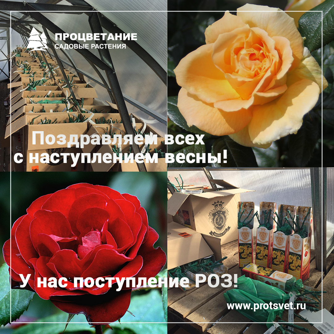 Поздравляем с наступлением весны Поступление роз Поздравляем с наступлением весны Поступление роз